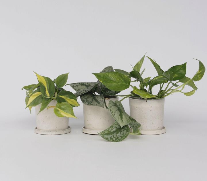 Actual product image Plant in a Box Philodendron Scandens Brasil, Epipremnum Trebi, Epipremnum Aureum - set of 3 ivy plants (25 cm)