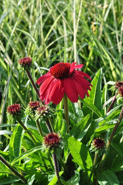 Produktbild Säntispracht Die altbekannte Heilpflanze, der Schein-Sonnenhut - Echinacea purpurea (70 cm)