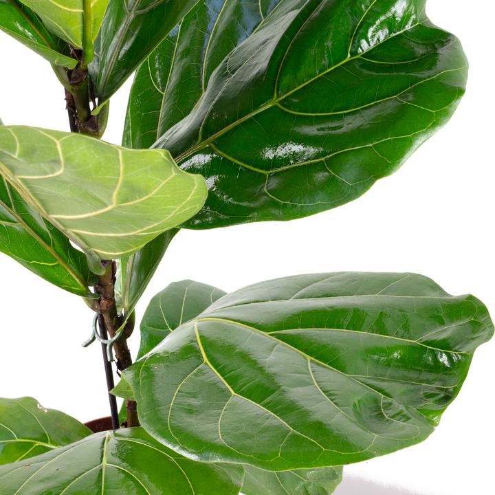 Image du produit Flowerbox Figuier lyre - Ficus Lyrata (65 cm)