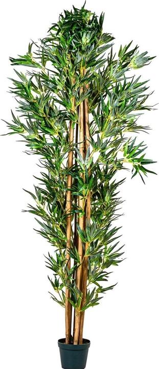 Produktbild Plantasia Bambus Strauch (160 cm)