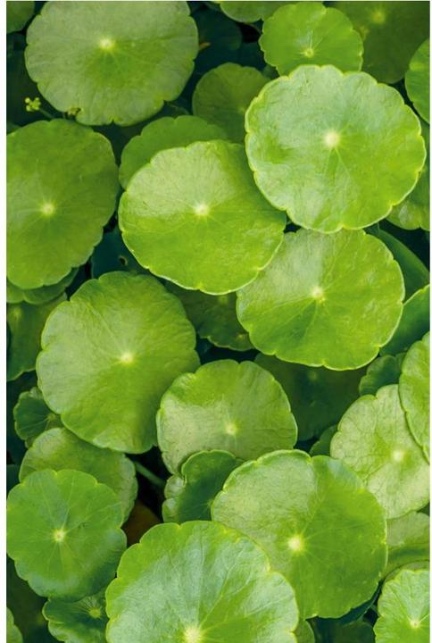 Immagine prodotto Khadi Cura del colore (50 ml)