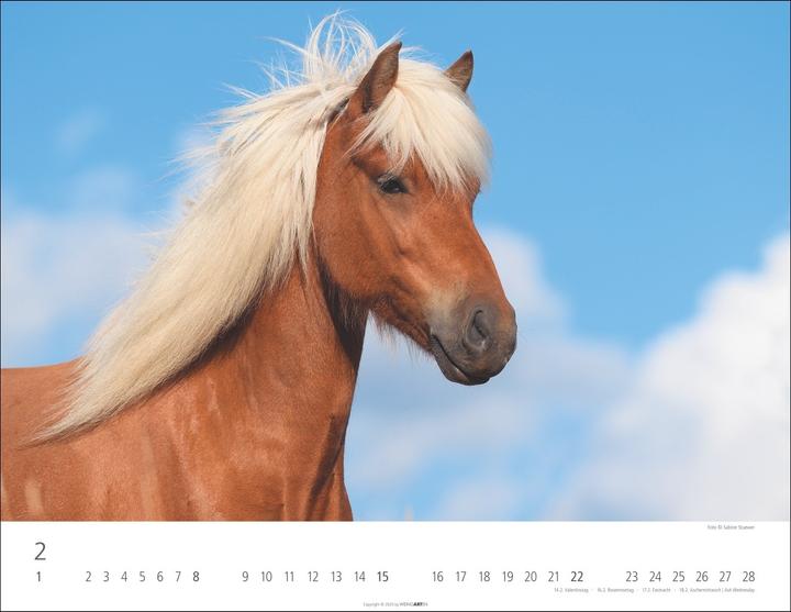 Produktbild Islandpferde Kalender 2026 (44 x 34 cm, Harter Einband, Deutsch, Englisch)