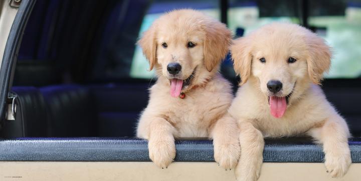 Produktbild CoverYourDesk Schreibtischunterlage Golden Retriever Welpen