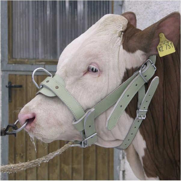 Image du produit Kerbl Licol de taureau