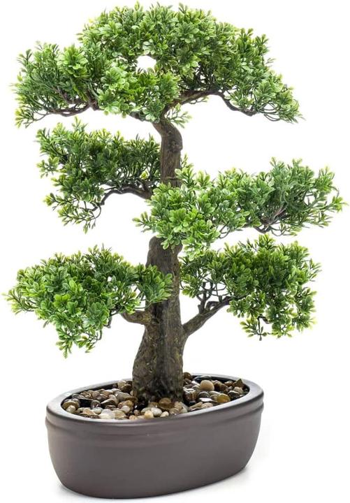 Actual product image Emerald Mini Ficus-Bonsai (43 cm)