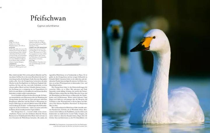 Produktbild Zugvögel (Deutsch, Mike Unwin, 2021)