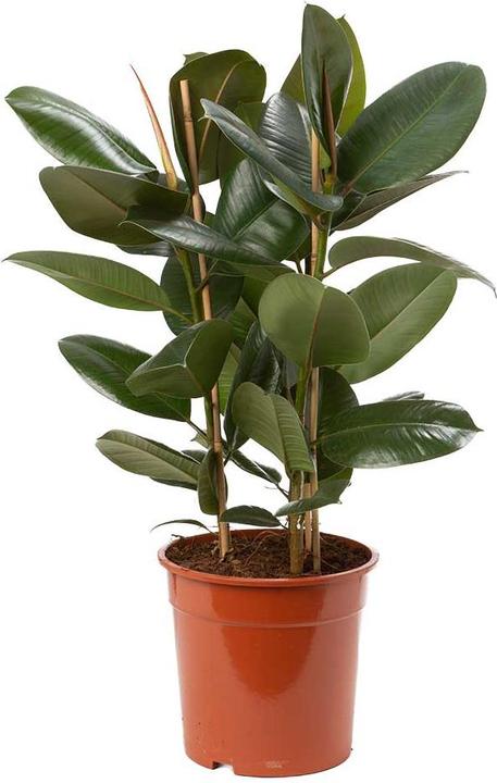 Produktbild VEG and the City Mettu (Gummibaum - Ficus elastica) (100 cm)