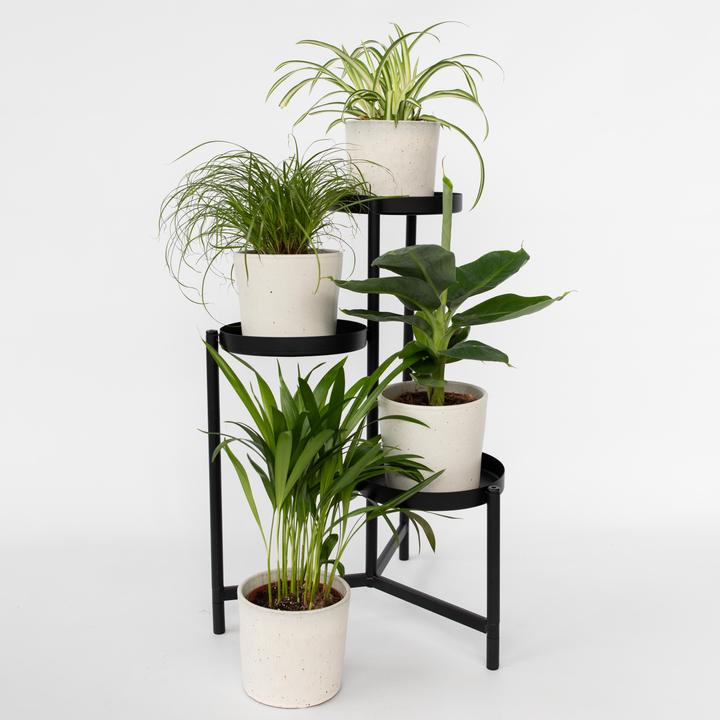 Actual product image Plant in a Box Chlorophytum, Cyperus, Musa, Areca - Mixture of 4 Pet-friendly plants (25 cm)