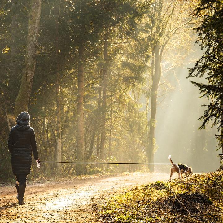 Produktbild Bluzelle Hundeleine (L, Hund, Spazieren)