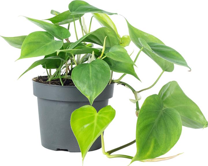 Flowerbox Baumfreund - Philodendron scandens (20 cm)
