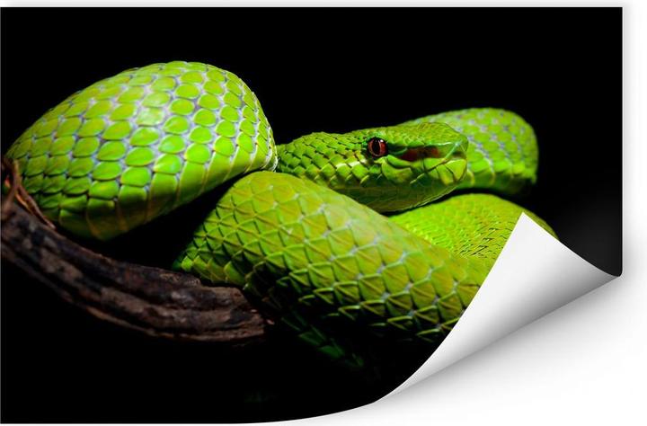 Produktbild Trenddeko Hakonsen - Die grüne Pit-Viper (120 x 80 cm)