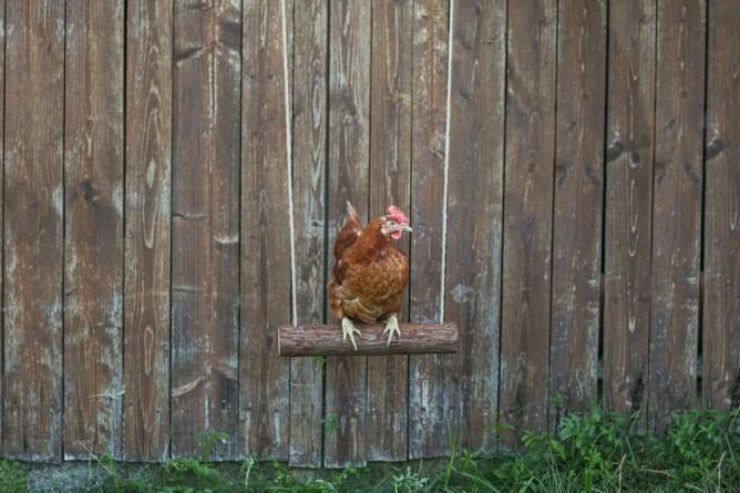 Actual product image Kerbl Chicken swing 39 x Ø 5cm