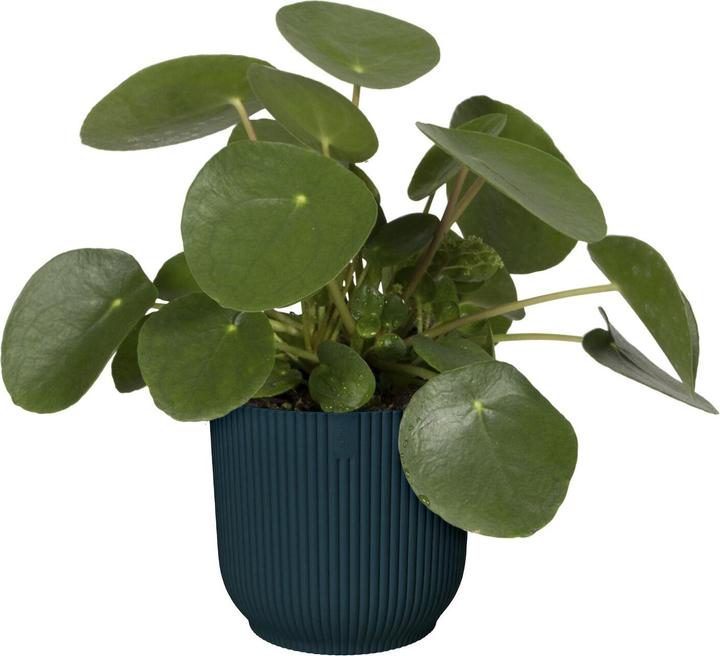 Produktbild Elho Vibes Fold (16 cm)