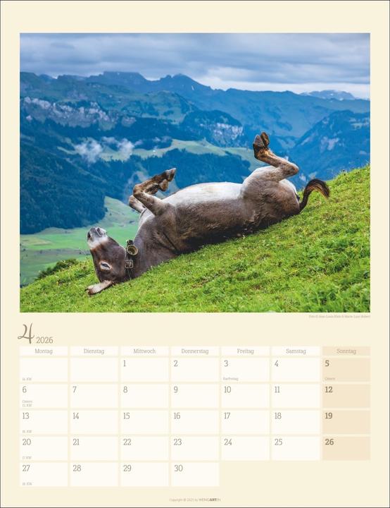 Produktbild Esel Kalender 2026 (30 x 39 cm, Deutsch)