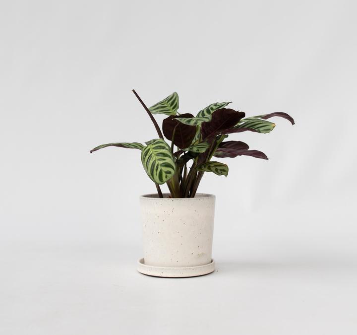 Image du produit Plant in a Box Ctenanthe Amagris - Plante à bandes (20 cm)