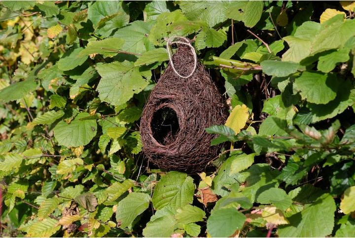 Produktbild Wildlife World Vogelnest Rothkehlchen