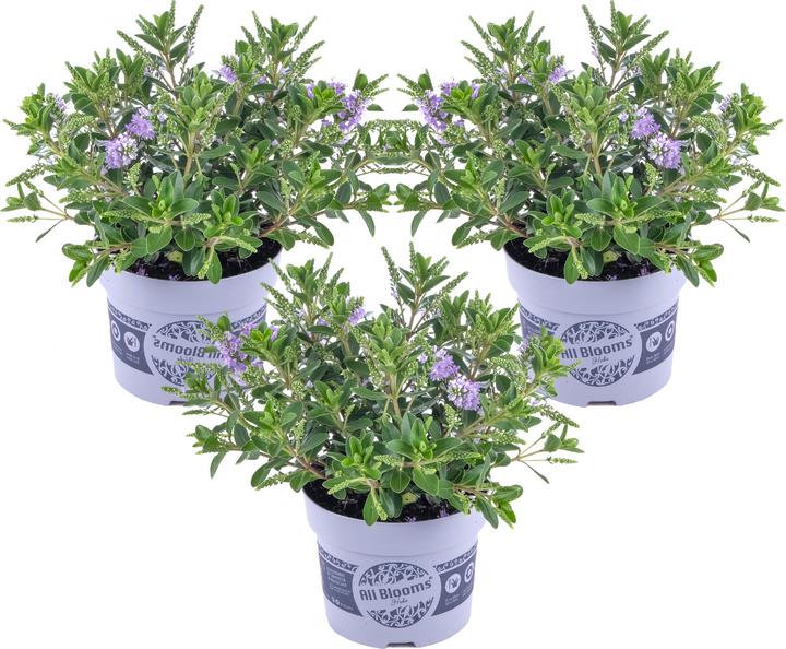 Produktbild Plant in a Box Hebe All Blooms 'Siara' - (30 cm)