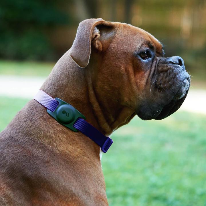 Produktbild Case-Mate AirTag Dog Collar Mount