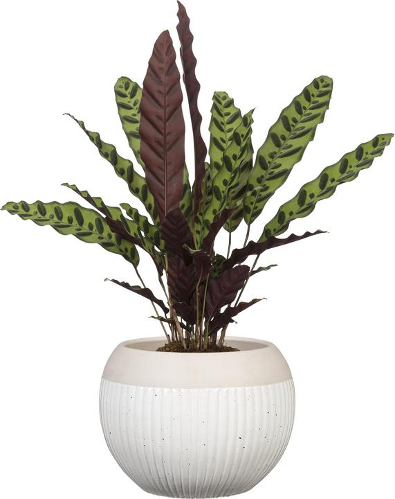 Actual product image Scheurich Blumentopf Blanco 719, 17.5 cm, Weiss, Detailfarbe: Beige (17.50 cm)