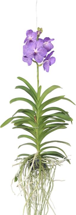 Produktbild Plant in a Box Vanda 'Blue' - Orchidee (60 cm)