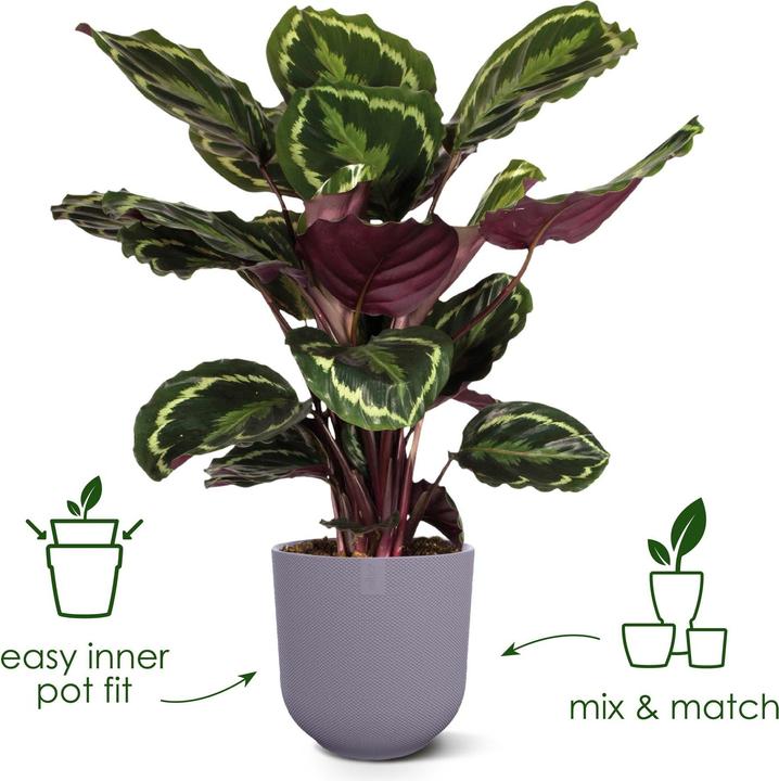 Produktbild Elho Jazz Rund (23 cm)