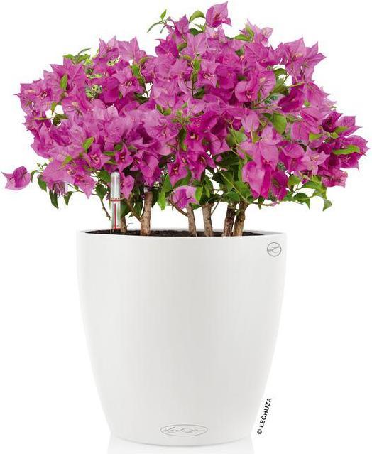 Actual product image Lechuza Classico Color (21.50 cm)