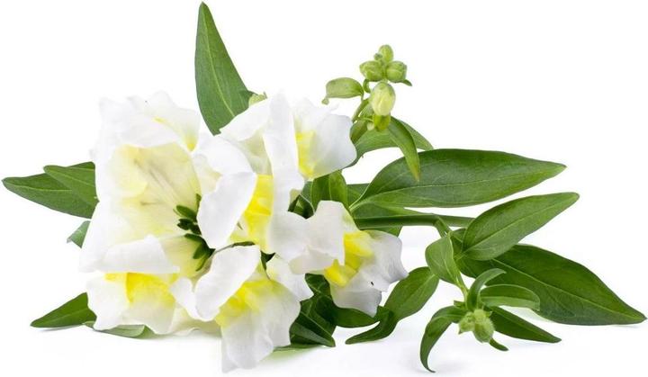 Actual product image Click and Grow Seeds White snapdragon 3-pack