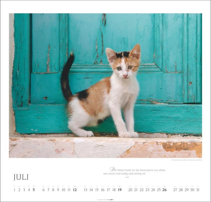 Produktbild Katzen - Diven auf Samtpfoten Kalender 2026 (48 x 46 cm, Deutsch, Englisch)