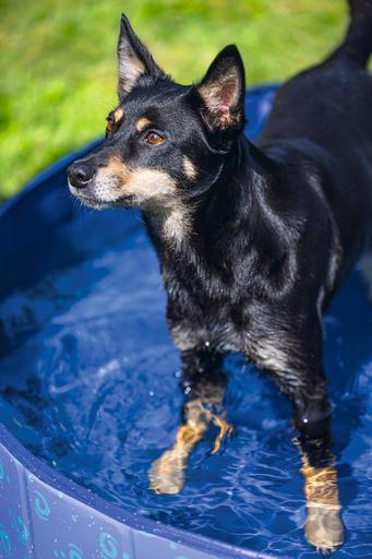 Immagine prodotto Beeztees Piscina per cani (Piscina per cani)