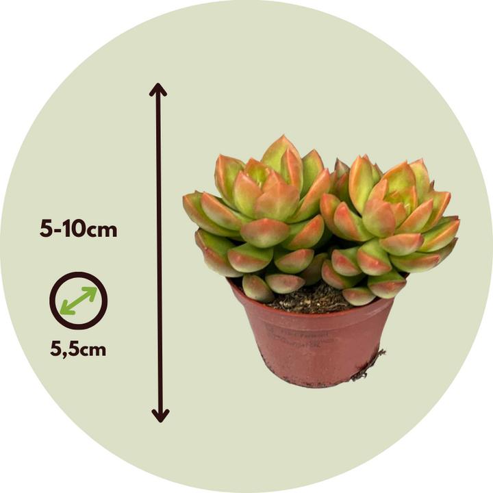 Actual product image Plant in a Box Succulents - Echeveria Crassula - Mix of 6 succulents (5 cm)