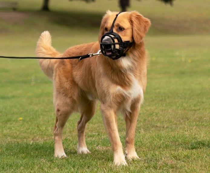 Produktbild Company of Animals Ultra-Maulkorb Baskerville (6, Hund, Allgemein)