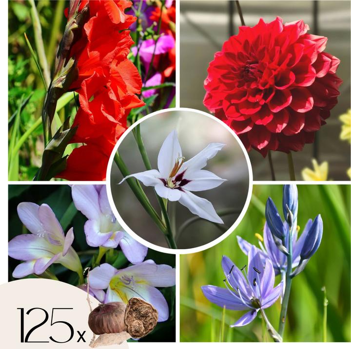 Image du produit Plant in a Box Gladiolus grootbloem Rood (Traderhorn) Appel de gladiolus. Acidantera Triteleia Corrina Dahlia (10 cm)