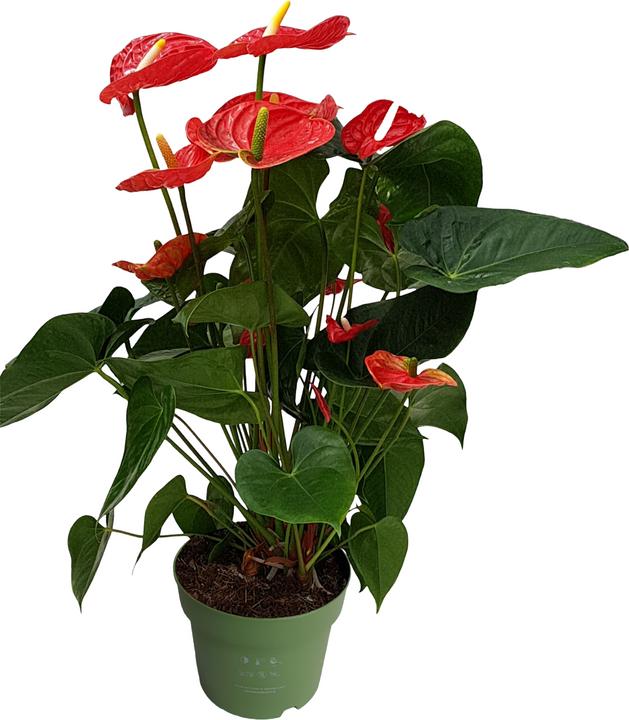 Immagine prodotto Plant in a Box Anthurium 'Madural Red' - (55 cm)