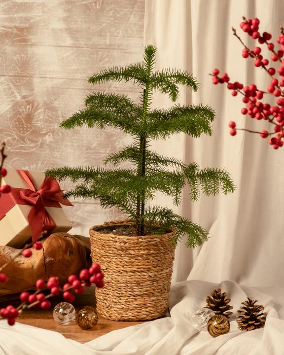 Actual product image feey Zimmertanne (55 cm, Animal friendly, Freshly repotted)