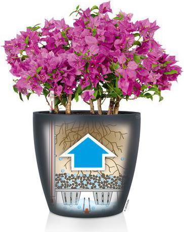 Actual product image Lechuza Classico Color (21.50 cm)