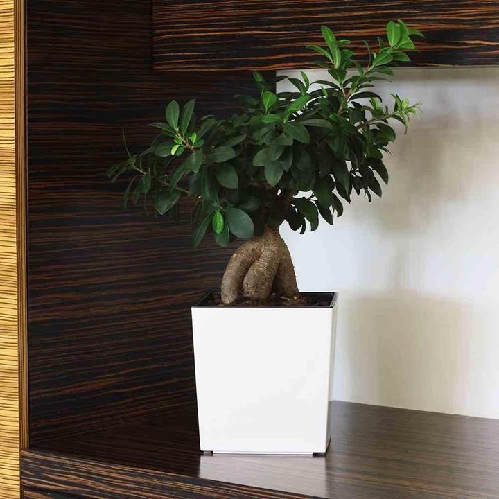 Immagine prodotto Siena Garden Modern (30 cm)