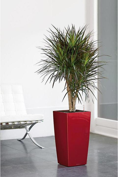 Actual product image Lechuza Cubico (22 cm)