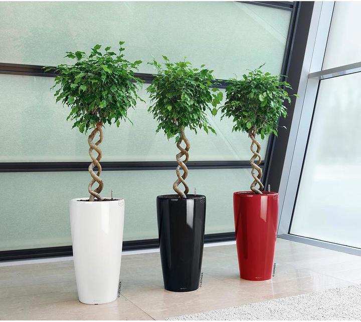 Actual product image Lechuza Rondo (40 cm)
