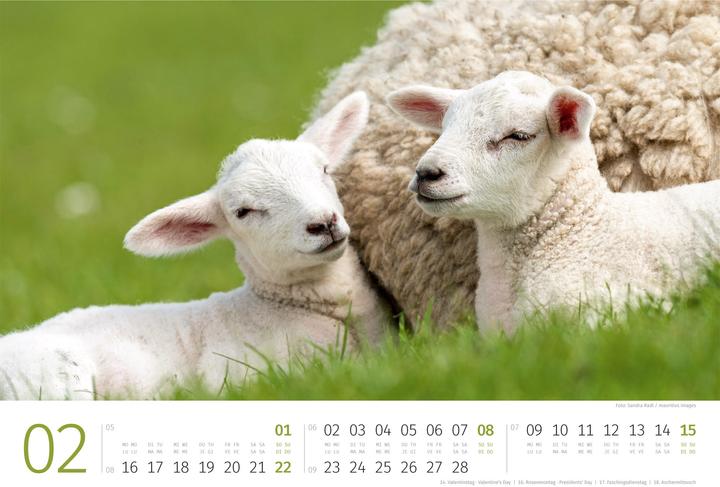 Actual product image Schafe Kalender 2026 (45 x 33 cm, Hardcover, German, French, Italian, English)