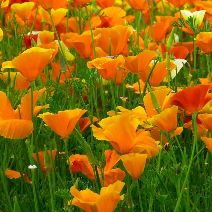 Produktbild Plant in a Box Papaver Orientale - 20er-Set Mohnblumen (10 cm)
