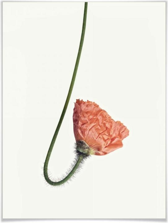 Image du produit Trenddeko La fleur rouge 02 (30 x 40 cm)
