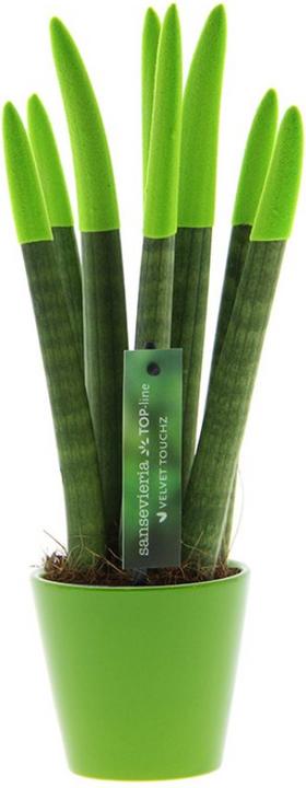 Produktbild Plant in a Box Sansevieria Cylindrica - Zylindersansevieria Velvet Touch