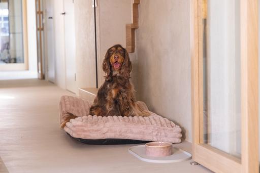 Actual product image Designed by Lotte Reza reclining cushion (Dog)