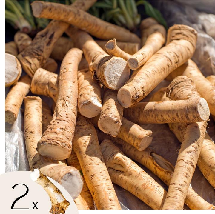 Produktbild Plant in a Box Armoracia rusticana - Meerrettich (10 cm)
