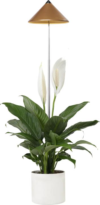 Productafbeelding Colibri Zonne (LED, 230 V)