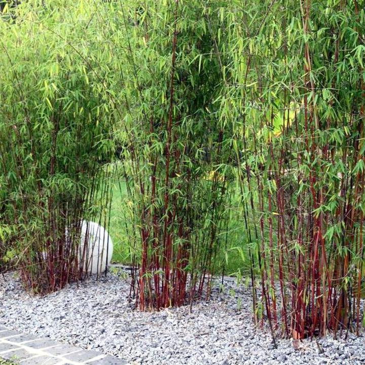 Produktbild Plant in a Box Fargesia scabrida Asian Wonder - 3er Set Asiatische Wunderbambus (25 cm)
