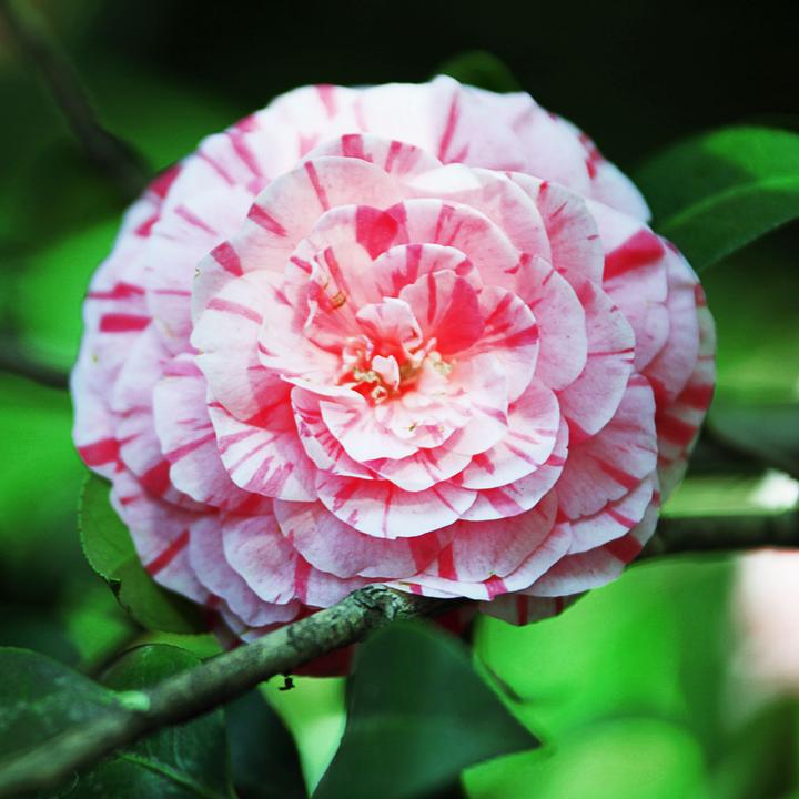 Actual product image Plant in a Box Camellia japonica Bonomiana - Set of 2 Japanese roses (50 cm)