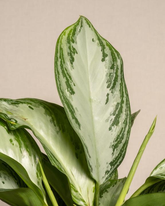 Actual product image feey Aglaonema Silver Bay (55 cm, Freshly repotted)