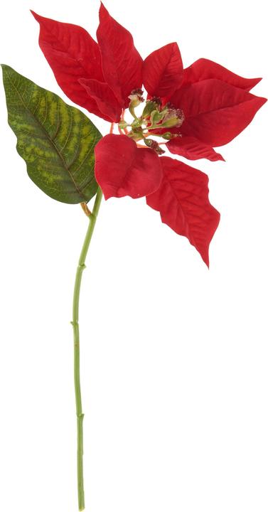 Actual product image DPI Poinsettia flower, L 30 cm, red