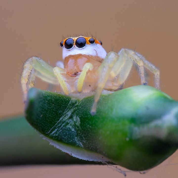 Produktbild Venus Optic Laowa 100mm f/2.8 Ultra Macro APO Nikon Z (Nikon Z, Vollformat)